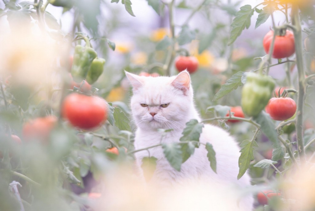 The Gardens We&nbsp;Carry